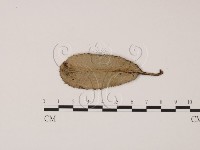 登錄號:F0011650藏品圖，第3張