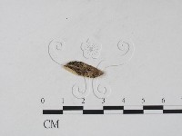 登錄號:F0011651藏品圖，第1張