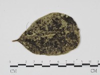 登錄號:F0011652藏品圖，第1張