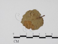 登錄號:F0011656藏品圖，第3張
