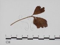 登錄號:F0011670藏品圖，第3張
