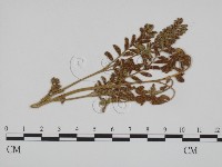 登錄號:F0011671藏品圖，第1張