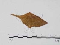 登錄號:F0011673藏品圖，第1張