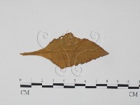 登錄號:F0011673藏品圖，第3張