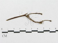登錄號:F0011675藏品圖，第1張