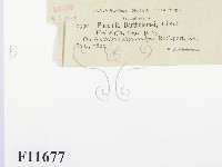 登錄號:F0011677藏品圖，第3張