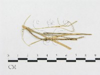 登錄號:F0011677藏品圖，第1張