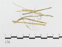 登錄號:F0011677藏品圖，第5張