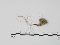 登錄號:F0011678藏品圖，第3張