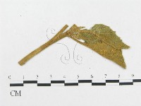 登錄號:F0011679藏品圖，第4張