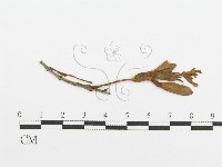 登錄號:F0011681藏品圖，第4張
