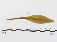 登錄號:F0011682藏品圖，第1張
