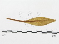 登錄號:F0011682藏品圖，第4張