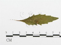 登錄號:F0011683藏品圖，第1張