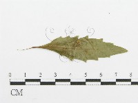 登錄號:F0011683藏品圖，第4張