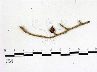 登錄號:F0011684藏品圖，第1張