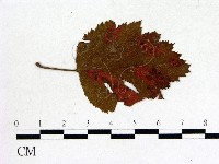 登錄號:F0011685藏品圖，第1張