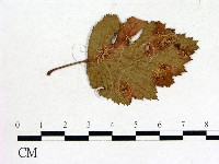 登錄號:F0011685藏品圖，第3張