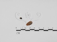 登錄號:F0011692藏品圖，第3張