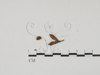 登錄號:F0011700藏品圖，第1張