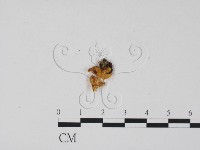 登錄號:F0011703藏品圖，第1張