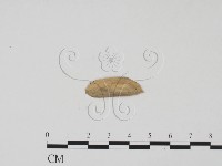 登錄號:F0011705藏品圖，第3張