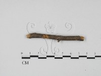 登錄號:F0011708藏品圖，第1張