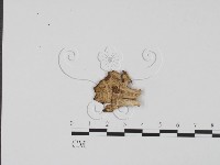 登錄號:F0011716藏品圖，第3張