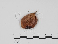 登錄號:F0011717藏品圖，第1張