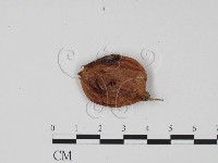 登錄號:F0011717藏品圖，第3張