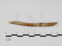 登錄號:F0011724藏品圖，第3張