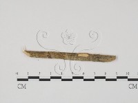 登錄號:F0011726藏品圖，第1張