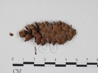 登錄號:F0011732藏品圖，第1張