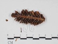 登錄號:F0011732藏品圖，第3張