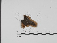 登錄號:F0011735藏品圖，第1張
