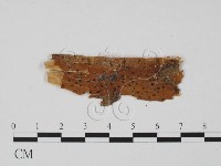 登錄號:F0011737藏品圖，第1張