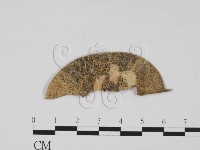 登錄號:F0011740藏品圖，第1張