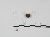 登錄號:F0011741藏品圖，第3張