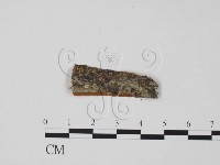 登錄號:F0011744藏品圖，第1張