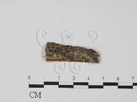 登錄號:F0011744藏品圖，第3張