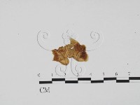 登錄號:F0011745藏品圖，第1張