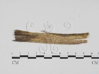 登錄號:F0011751藏品圖，第1張