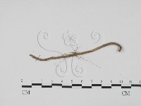 登錄號:F0011760藏品圖，第1張