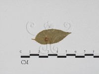 登錄號:F0011762藏品圖，第3張