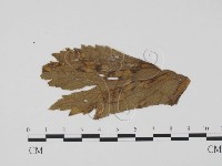 登錄號:F0011763藏品圖，第3張