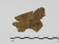 登錄號:F0011765藏品圖，第3張