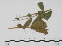 登錄號:F0011766藏品圖，第3張