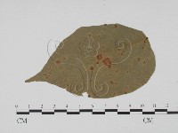 登錄號:F0011767藏品圖，第3張