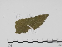 登錄號:F0011768藏品圖，第3張