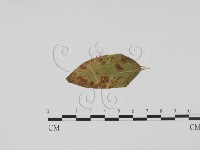 登錄號:F0011769藏品圖，第3張